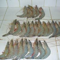 Frozen Shrimp Frozen Shrimp