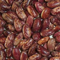 Kidney Beans Kidney Beans