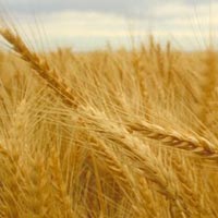 Wheat Wheat