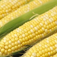 Yellow Maize Yellow Maize