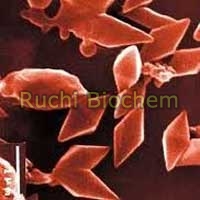 Bacillus Thuringienses