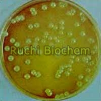 Bio Fertilizer
