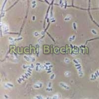 Biological Fungicide 