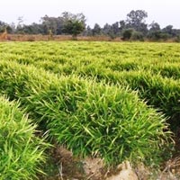  (Cultivation 04)