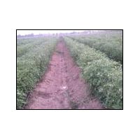  (Cultivation 05)