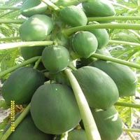  (Cultivation 06)