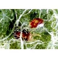 Verticillium Lecanii