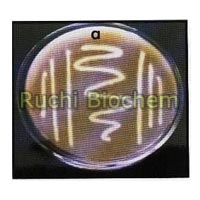 Potash Mobilizing Bacteria
