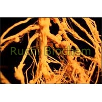 Rhizobium Fertilizer
