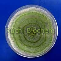 Trichoderma Viride Fungicide