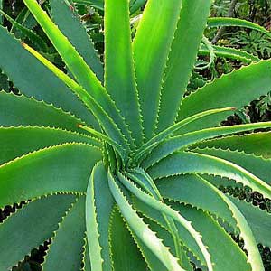  Aloe Vera Products