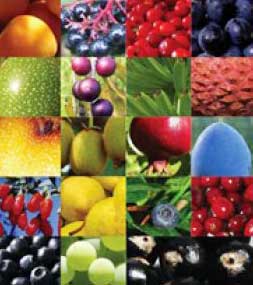 Phytochemicals