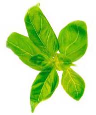 Tea Leaves