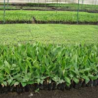 Fruit Seedlings